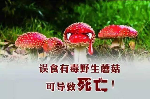 误食毒蘑菇死亡人数误食毒蘑菇死亡人数，悲剧背后的警示与反思